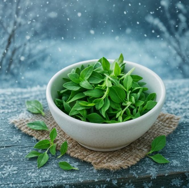 Hovedbilde Menthol (Arctic Winter) - FA Series