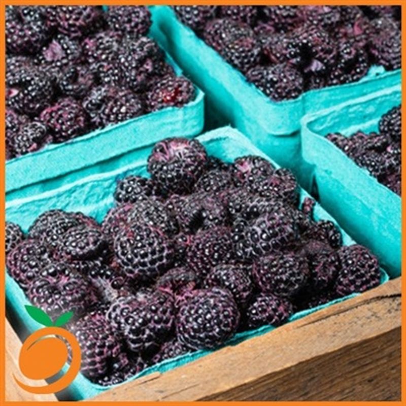 Black Raspberry - RF Series