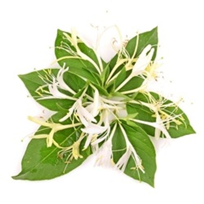 Hovedbilde Honeysuckle - TFA Series